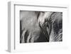 Close-Up of an African Elephant (Loxodonta Africana)-Sergio Pitamitz-Framed Photographic Print