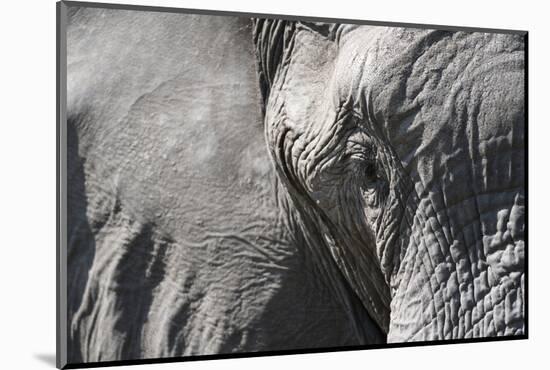 Close-Up of an African Elephant (Loxodonta Africana)-Sergio Pitamitz-Mounted Photographic Print