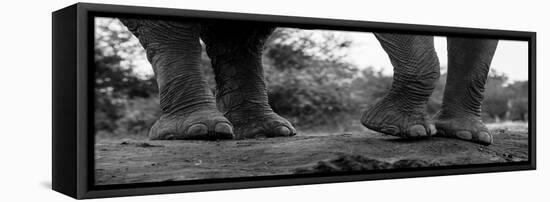 Close-up of an African elephant's feet, Loxodonta Africana. Mashatu Game Reserve, Botswana.-Sergio Pitamitz-Framed Stretched Canvas