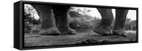 Close-up of an African elephant's feet, Loxodonta Africana. Mashatu Game Reserve, Botswana.-Sergio Pitamitz-Framed Stretched Canvas