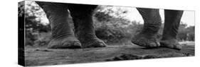 Close-up of an African elephant's feet, Loxodonta Africana. Mashatu Game Reserve, Botswana.-Sergio Pitamitz-Stretched Canvas