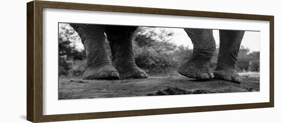 Close-up of an African elephant's feet, Loxodonta Africana. Mashatu Game Reserve, Botswana.-Sergio Pitamitz-Framed Photographic Print