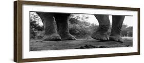 Close-up of an African elephant's feet, Loxodonta Africana. Mashatu Game Reserve, Botswana.-Sergio Pitamitz-Framed Photographic Print