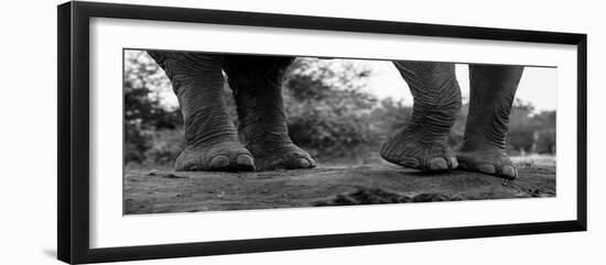 Close-up of an African elephant's feet, Loxodonta Africana. Mashatu Game Reserve, Botswana.-Sergio Pitamitz-Framed Photographic Print