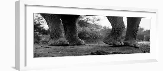 Close-up of an African elephant's feet, Loxodonta Africana. Mashatu Game Reserve, Botswana.-Sergio Pitamitz-Framed Photographic Print