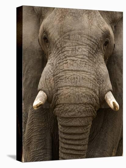 Close-Up of an African Elephant Trunk, Lake Manyara, Tanzania-null-Stretched Canvas