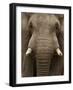 Close-Up of an African Elephant Trunk, Lake Manyara, Tanzania-null-Framed Photographic Print