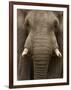 Close-Up of an African Elephant Trunk, Lake Manyara, Tanzania-null-Framed Photographic Print