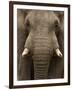 Close-Up of an African Elephant Trunk, Lake Manyara, Tanzania-null-Framed Photographic Print