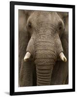 Close-Up of an African Elephant Trunk, Lake Manyara, Tanzania-null-Framed Photographic Print