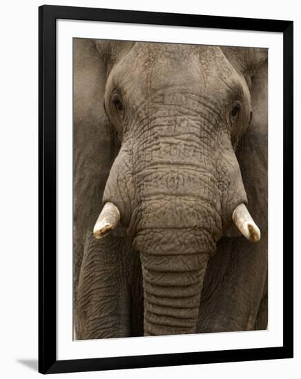 Close-Up of an African Elephant Trunk, Lake Manyara, Tanzania-null-Framed Photographic Print