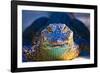 Close-up of an Alligator-null-Framed Photographic Print