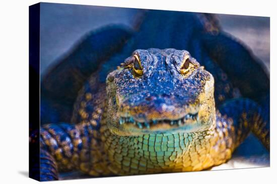 Close-up of an Alligator-null-Stretched Canvas