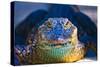 Close-up of an Alligator-null-Stretched Canvas