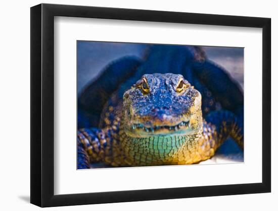 Close-up of an Alligator-null-Framed Photographic Print