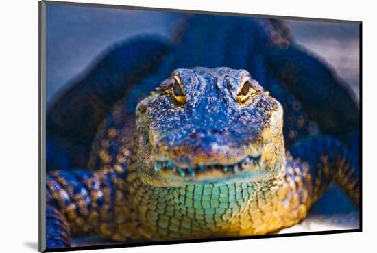 Close-up of an Alligator-null-Mounted Photographic Print