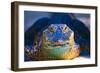 Close-up of an Alligator-null-Framed Photographic Print