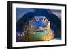 Close-up of an Alligator-null-Framed Photographic Print