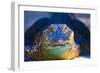 Close-up of an Alligator-null-Framed Photographic Print