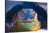 Close-up of an Alligator-null-Stretched Canvas