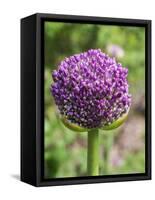 Close-up of an allium bud before it fully opens.-Julie Eggers-Framed Stretched Canvas