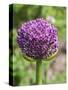 Close-up of an allium bud before it fully opens.-Julie Eggers-Stretched Canvas