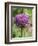 Close-up of an allium bud before it fully opens.-Julie Eggers-Framed Photographic Print