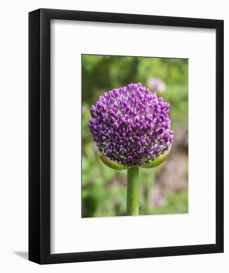 Close-up of an allium bud before it fully opens.-Julie Eggers-Framed Photographic Print