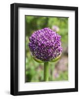 Close-up of an allium bud before it fully opens.-Julie Eggers-Framed Photographic Print