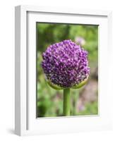 Close-up of an allium bud before it fully opens.-Julie Eggers-Framed Photographic Print