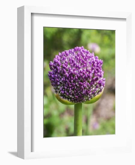 Close-up of an allium bud before it fully opens.-Julie Eggers-Framed Photographic Print