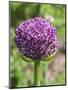 Close-up of an allium bud before it fully opens.-Julie Eggers-Mounted Photographic Print