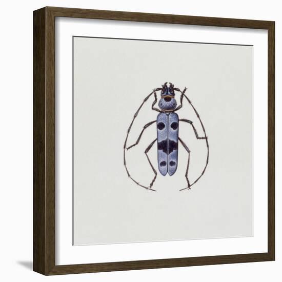 Close-Up of an Alpine Longicorn Beetle (Rosalia Alpina)-null-Framed Giclee Print