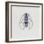 Close-Up of an Alpine Longicorn Beetle (Rosalia Alpina)-null-Framed Giclee Print