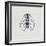 Close-Up of an Alpine Longicorn Beetle (Rosalia Alpina)-null-Framed Giclee Print