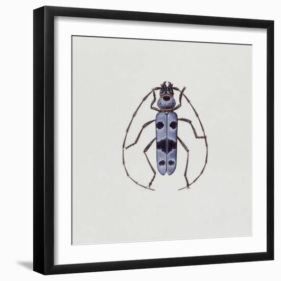 Close-Up of an Alpine Longicorn Beetle (Rosalia Alpina)-null-Framed Giclee Print