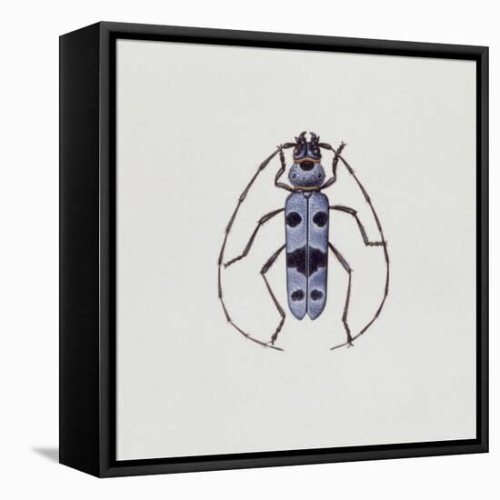 Close-Up of an Alpine Longicorn Beetle (Rosalia Alpina)-null-Framed Stretched Canvas