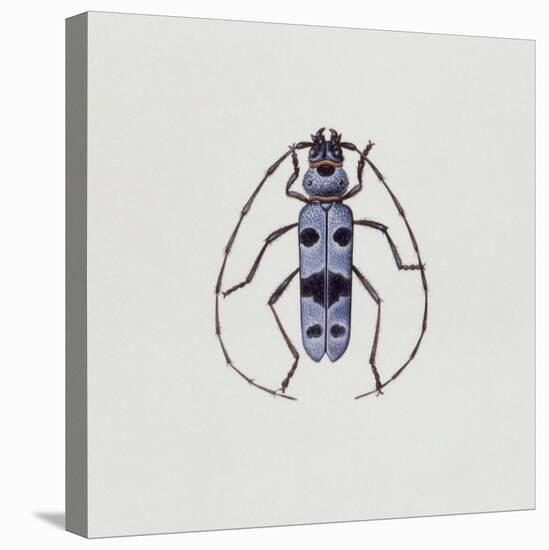 Close-Up of an Alpine Longicorn Beetle (Rosalia Alpina)-null-Stretched Canvas