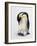 Close-Up of an Amperor Penguin with its Egg (Aptenodytes Forsteri)-null-Framed Giclee Print