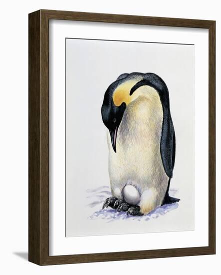 Close-Up of an Amperor Penguin with its Egg (Aptenodytes Forsteri)-null-Framed Giclee Print