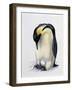 Close-Up of an Amperor Penguin with its Egg (Aptenodytes Forsteri)-null-Framed Giclee Print