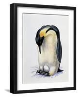 Close-Up of an Amperor Penguin with its Egg (Aptenodytes Forsteri)-null-Framed Giclee Print