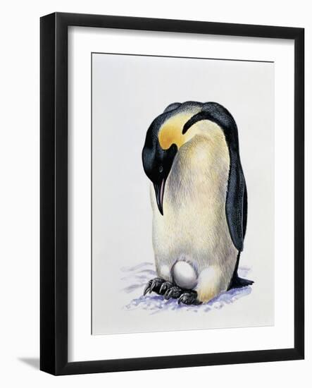 Close-Up of an Amperor Penguin with its Egg (Aptenodytes Forsteri)-null-Framed Giclee Print