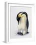 Close-Up of an Amperor Penguin with its Egg (Aptenodytes Forsteri)-null-Framed Giclee Print