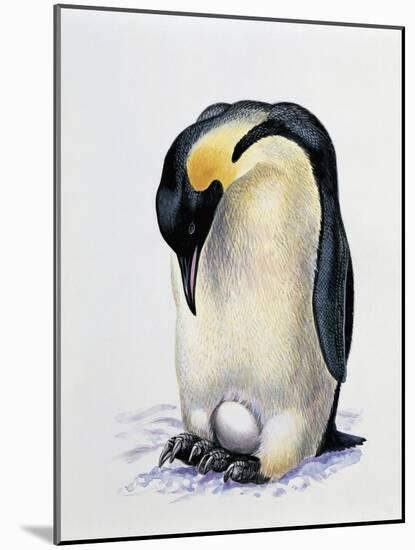 Close-Up of an Amperor Penguin with its Egg (Aptenodytes Forsteri)-null-Mounted Giclee Print