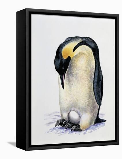 Close-Up of an Amperor Penguin with its Egg (Aptenodytes Forsteri)-null-Framed Stretched Canvas