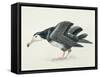 Close-Up of an Amsterdam Albatross (Diomedea Amsterdamensis)-null-Framed Stretched Canvas