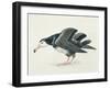 Close-Up of an Amsterdam Albatross (Diomedea Amsterdamensis)-null-Framed Giclee Print