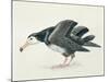 Close-Up of an Amsterdam Albatross (Diomedea Amsterdamensis)-null-Mounted Giclee Print
