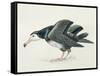 Close-Up of an Amsterdam Albatross (Diomedea Amsterdamensis)-null-Framed Stretched Canvas